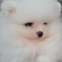 Pomeranian puppies P