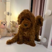 Red miniature poodle 