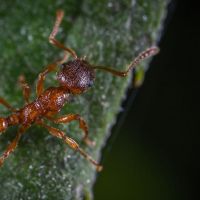Pest Control In Middlesex