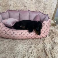 Long-haired dwarf dachshund puppies of excellent pedigree 