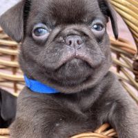 Chocolate Petit brabancon (smooth Griffon)