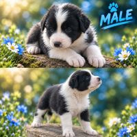 Border collie puppies  