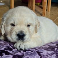 Quality KC golden retriever pupPIES