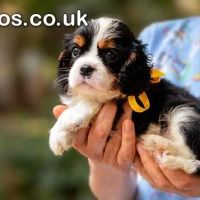 Cavalier King Carls Spaniel top puppies 