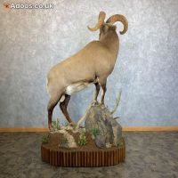 Kolyma Snow Sheep Life‑Size Taxidermy Mount for Sale .
