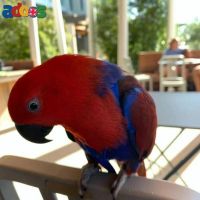 Ethan – Red Sided Eclectus