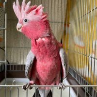 Beautiful Galah Cockatoo Parrots Available – Hand-Reared