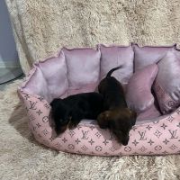 Shorthaired Dachshunds are beautiful puppies 