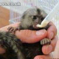 Adorable Marmoset Monkeys