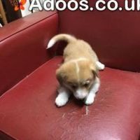 Kc Registered Pembrokeshire Corgi puppies