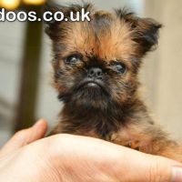 Belgian (Brussels) Griffon - excellent puppies