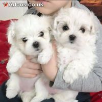 Adorable Maltese Puppies Looking for Loving Homes