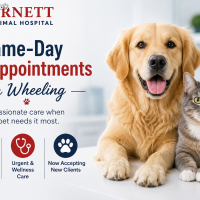 Is Your Pet Sick? Get Same-Day Veterinary Care in Wheeling!
