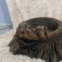 Dwarf Shorthair Dachshunds 