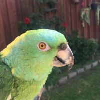 Emma—Yellow-naped amazon