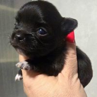 Mini and micro Chihuahua puppies 