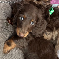 KC reg, champ bloodline Mini long hair Dachshunds