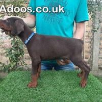 Doberman puppies