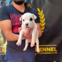 American Staffordshire Terrier, puppies of superior pedigree 