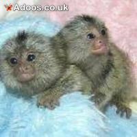x mas baby marmoset monkeys for adoption