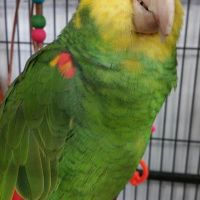 Double Yellow-Headed Amazon Parrots – Hand-Reared, Verified Parrot 