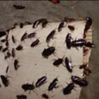 Pest Control Walsall