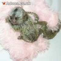 Affectionate marmoset monkeys ready for adoption