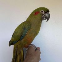 Red-fronted Macaw Parrots – Beautiful, Hand-Reared, Vet-Checked Birds 