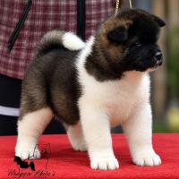 American Akita puppies 