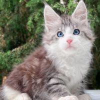 Maine Coon Kittens for Adoption – Male & Female.