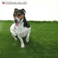 Budget 20mm Artificial Grass – Pet Friendly | UK Delivery
