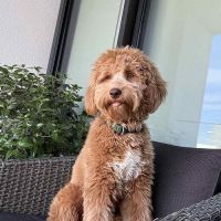 Labradoodle F1b adorable puppies