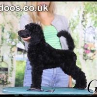 Large Royal Poodle puppies 