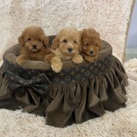 Miniature poodles beautiful puppies