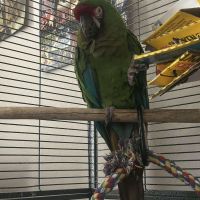 Beautiful Hand-Reared Military Macaw Parrots – UK Verified Breeder
