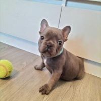 Super Adorable French Bulldog Puppies