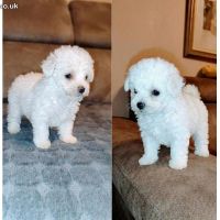 Curly Bichon