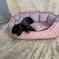 Long-haired merle-colored dwarf dachshunds 