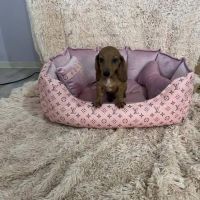 Exceptional Dwarf Shorthair Dachshunds 