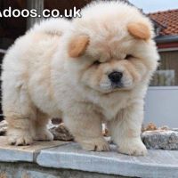 Cream Chow Chow puppies