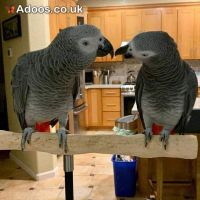 Beautiful Hand-Reared African Grey Parrots Available – Healthy, Tame &