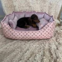Chocomerles and Chocolate Longhaired Dachshunds 