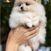 Exclusive Pomeranians of superior bloodlines