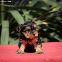 Yorkshire terrier puppies