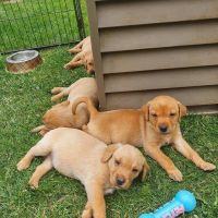 Quality Labrador retriever puppies for sale 