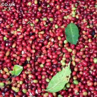 Coffee Grading +256790560642 Arabica Robusta coffee traders