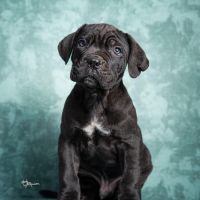 Cane Corso puppies
