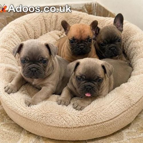 French Bulldog