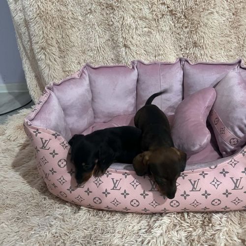 Shorthaired Dachshunds are beautiful puppies 