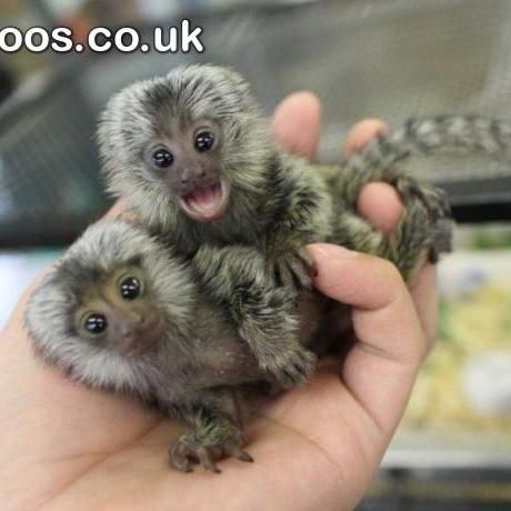 Diapers Trained Marmoset monkey Babies whatsapp us at +447737245082  